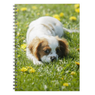 Cavalier King Charles Spaniel Notebook