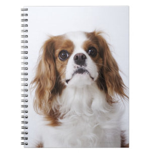 Cavalier King Charles Spaniel Notebook