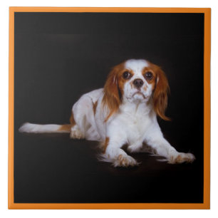 Cavalier King Charles Spaniel, Pet Love, KEEPSAKE Tile