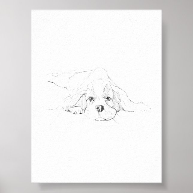 Cavalier King Charles Spaniel Pet Poster (Front)