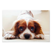 Cavalier King Charles Spaniel