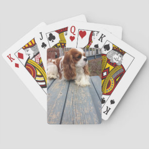 Cavalier King Charles Spaniel Playing Cards