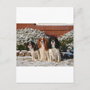 Cavalier King Charles Spaniel Postcard