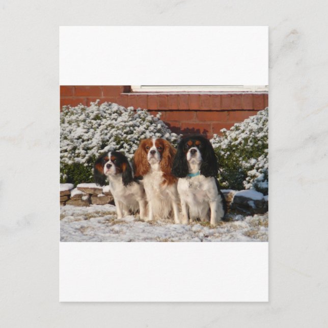 Cavalier King Charles Spaniel Postcard (Front)