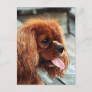 Cavalier King Charles Spaniel Postcard