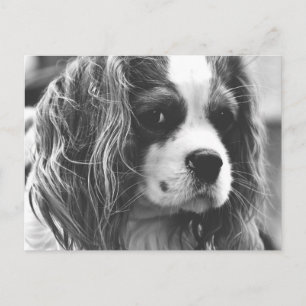Cavalier King Charles Spaniel Postcard