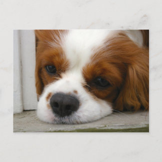 Cavalier King Charles Spaniel Postcard
