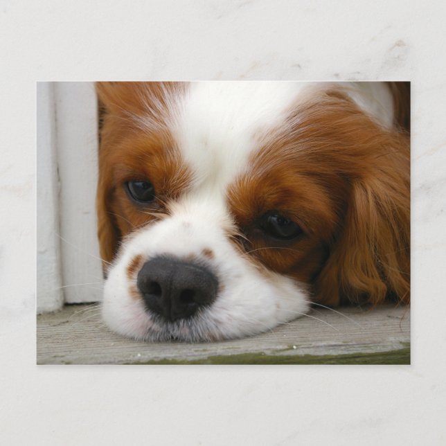Cavalier King Charles Spaniel Postcard (Front)