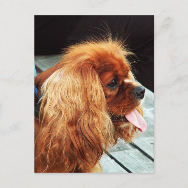 Cavalier King Charles Spaniel Postcard (Front)