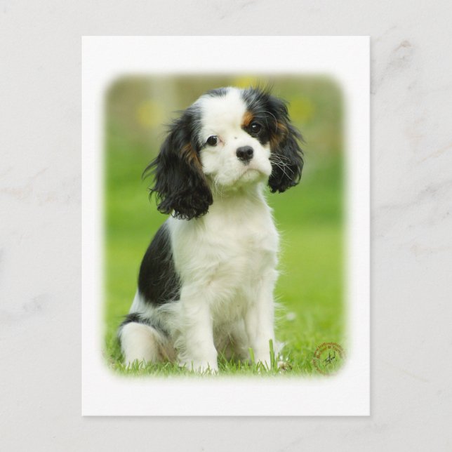 Cavalier King Charles Spaniel Postcard (Front)