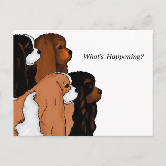 Cavalier King Charles Spaniel Postcard