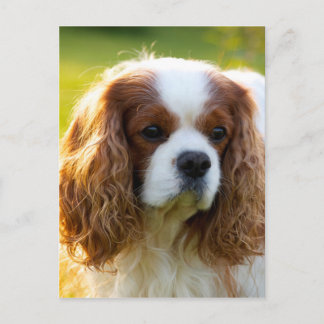 Cavalier King Charles Spaniel Postcard