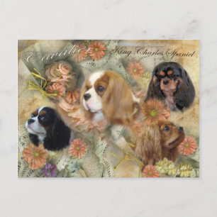 Cavalier King Charles Spaniel Postcard
