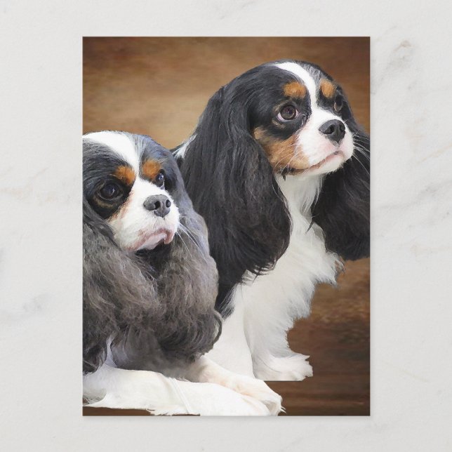 Cavalier King Charles Spaniel Postcard (Front)