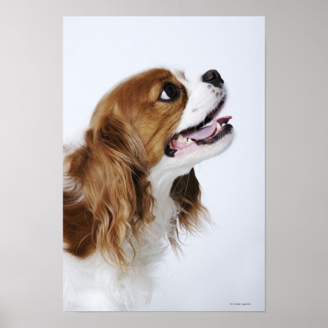 Cavalier King Charles Spaniel Poster (Front)