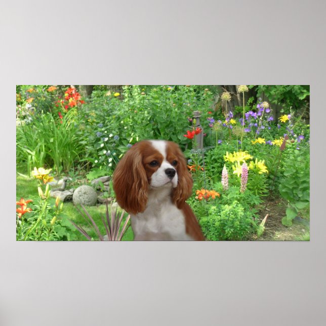 Cavalier King Charles Spaniel Poster (Front)