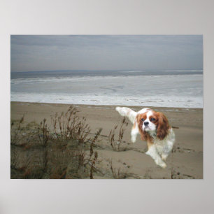 Cavalier King Charles Spaniel Print