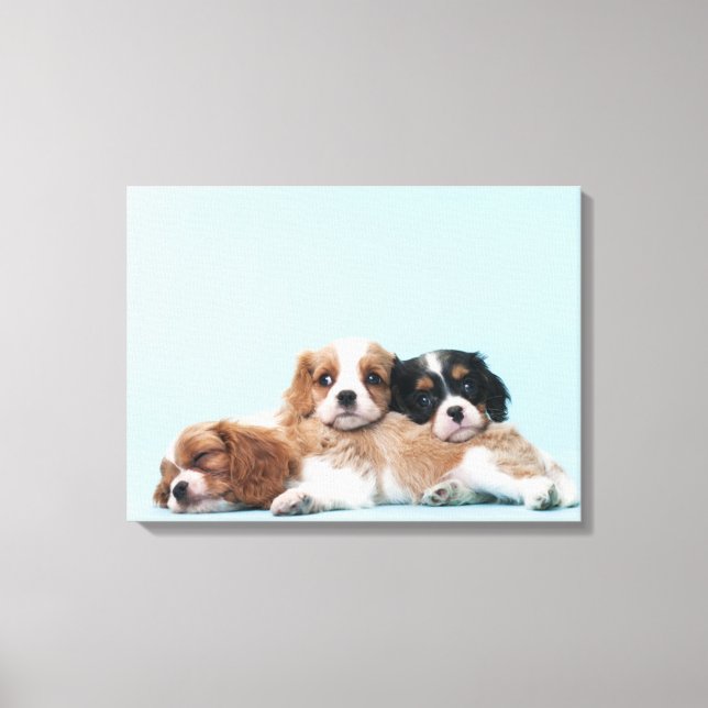 Cavalier King Charles Spaniel Puppies Canvas Print (Front)