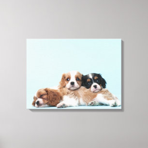 Cavalier King Charles Spaniel Puppies Canvas Print