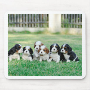 Cavalier King Charles Spaniel puppies Mouse Mat
