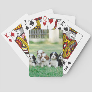 Cavalier King Charles Spaniel puppies Playing Cards