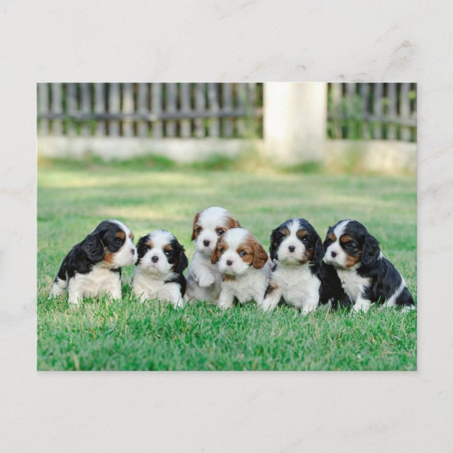 Cavalier King Charles Spaniel puppies Postcard (Front)