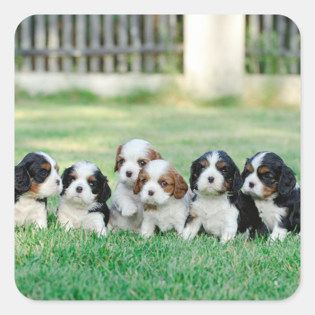 Cavalier King Charles Spaniel puppies Square Sticker (Front)