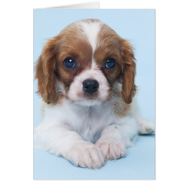 Cavalier King Charles Spaniel Puppy (Front)
