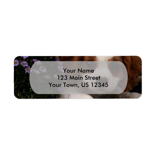 Cavalier King Charles Spaniel Puppy behind flowers (Front)