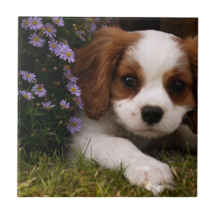 Cavalier King Charles Spaniel Puppy behind flowers Tile