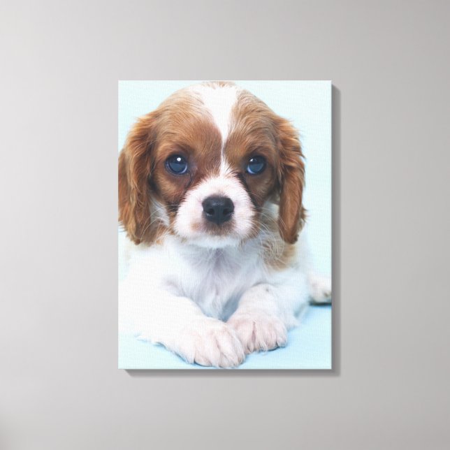 Cavalier King Charles Spaniel Puppy Canvas Print (Front)
