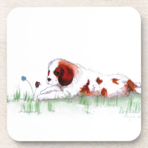 Cavalier King Charles Spaniel puppy CKC Coaster