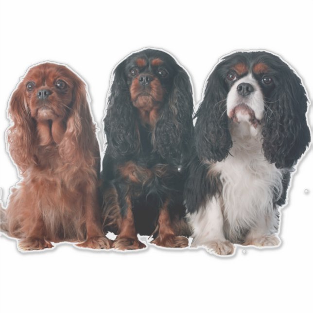 Cavalier King Charles Spaniel Puppy Dog (Front)