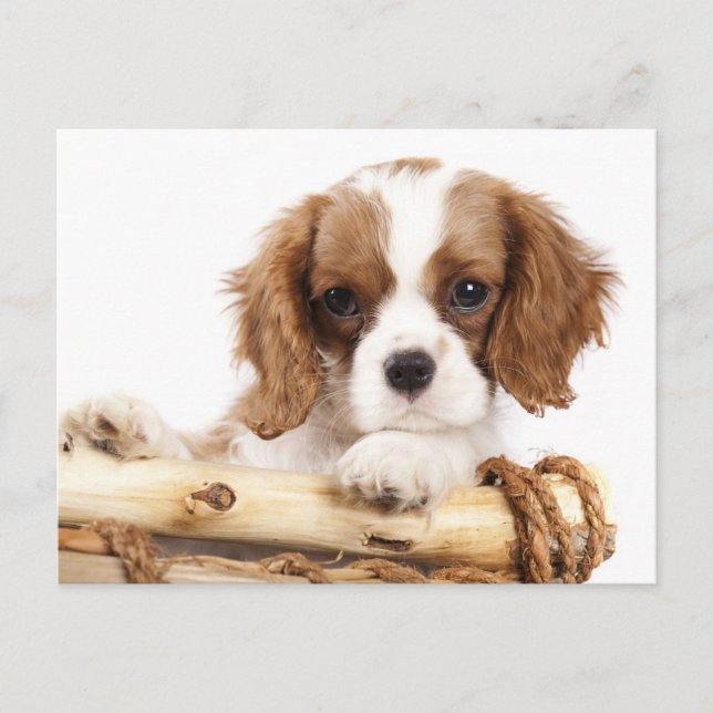Cavalier King Charles Spaniel Puppy Dog Postcard (Front)