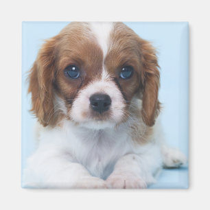 Cavalier King Charles Spaniel Puppy Magnet