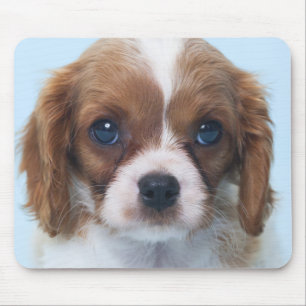 Cavalier King Charles Spaniel Puppy Mouse Mat