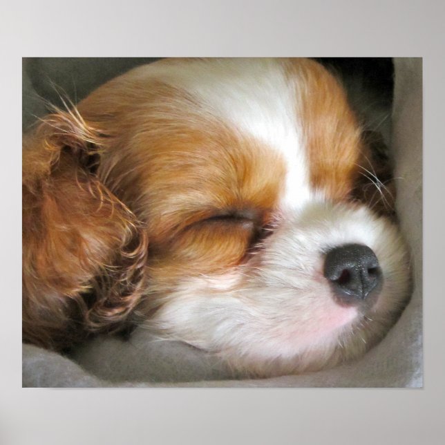 Cavalier King Charles Spaniel Puppy Poster (Front)
