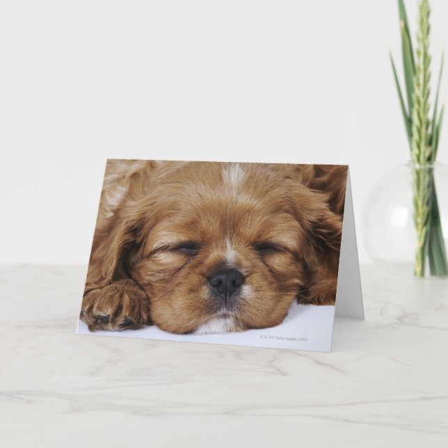 Cavalier King Charles Spaniel puppy sleeping Card (Front)