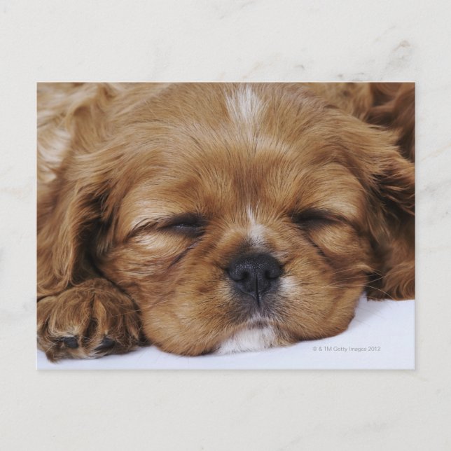 Cavalier King Charles Spaniel puppy sleeping Postcard (Front)