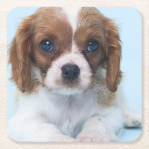 Cavalier King Charles Spaniel Puppy Square Paper Coaster