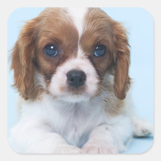 Cavalier King Charles Spaniel Puppy Square Sticker (Front)