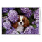 Cavalier King Charles Spaniel Red and White