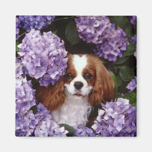 Cavalier King Charles Spaniel Red and White Magnet