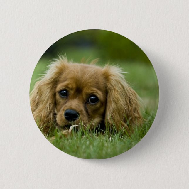 Cavalier King Charles Spaniel Ruby 6 Cm Round Badge (Front)
