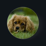 Cavalier King Charles Spaniel Ruby 6 Cm Round Badge<br><div class="desc">This little pup is ready for your customisation or just take him home as is!</div>
