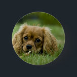 Cavalier King Charles Spaniel Ruby 6 Cm Round Badge<br><div class="desc">This little pup is ready for your customisation or just take him home as is!</div>