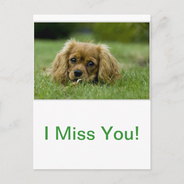 Cavalier King Charles Spaniel Ruby Postcard (Front)