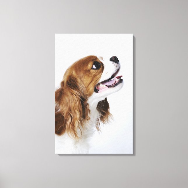 Cavalier King Charles Spaniel, side view Canvas Print (Front)