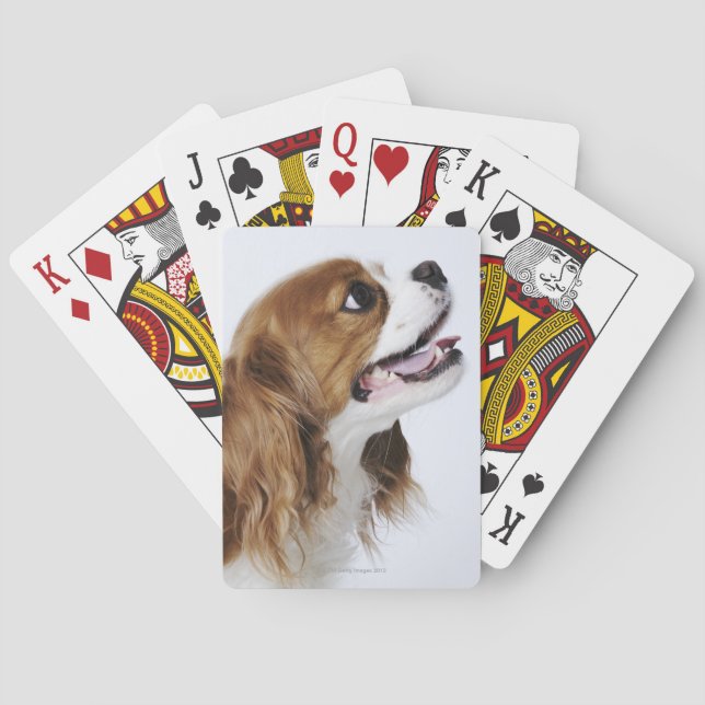 Cavalier King Charles Spaniel, side view Playing Cards (Back)