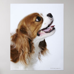 Cavalier King Charles Spaniel, side view Poster